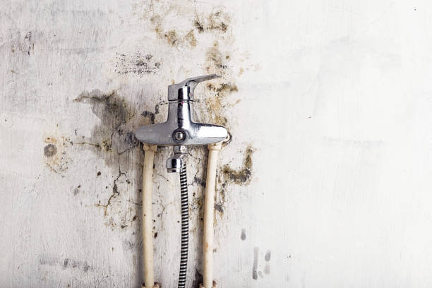 Best Black Mold Removal  in Akron, IA