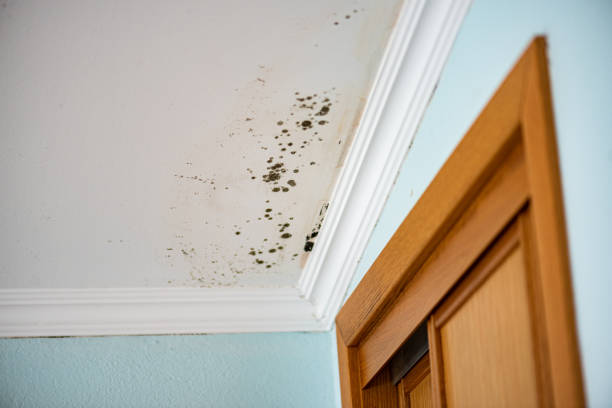 Mold Removal and Inspection in Akron, IA