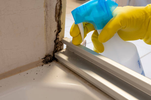Best Toxic Mold Removal  in Akron, IA
