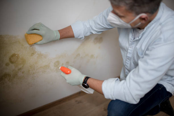Best Mold Removal Process  in Akron, IA