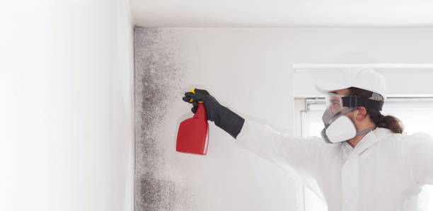 Best Residential Mold Removal  in Akron, IA