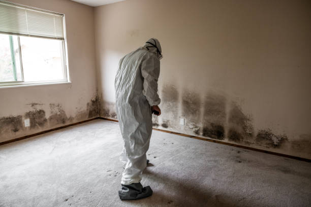 Mold Removal Process in Akron, IA