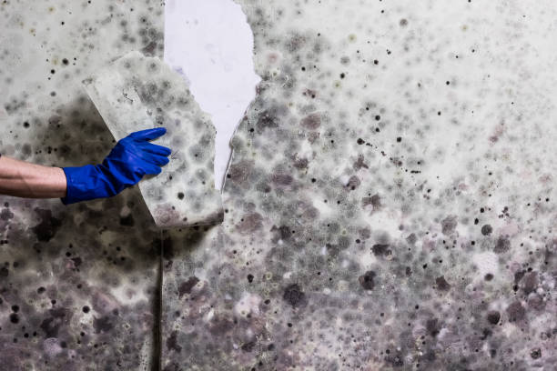 Best Attic Mold Removal  in Akron, IA